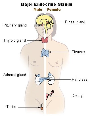 As maiores glândulas do nosso corpo